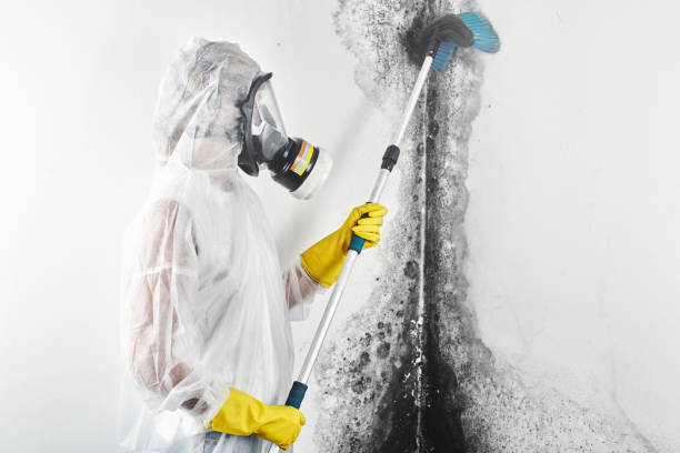 Best Mold Odor Removal Services  in Seaford, NY