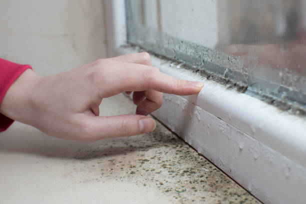 Best Forensic Mold Investigation  in Seaford, NY