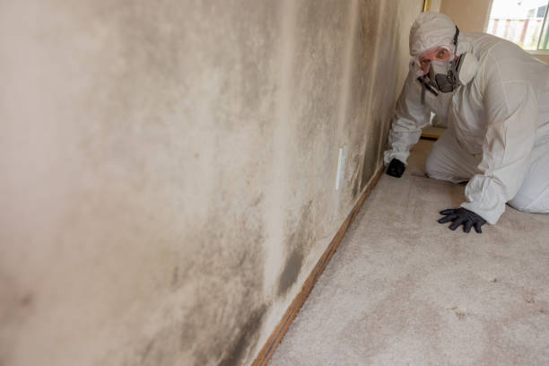  Seaford, NY Mold Removal Pros